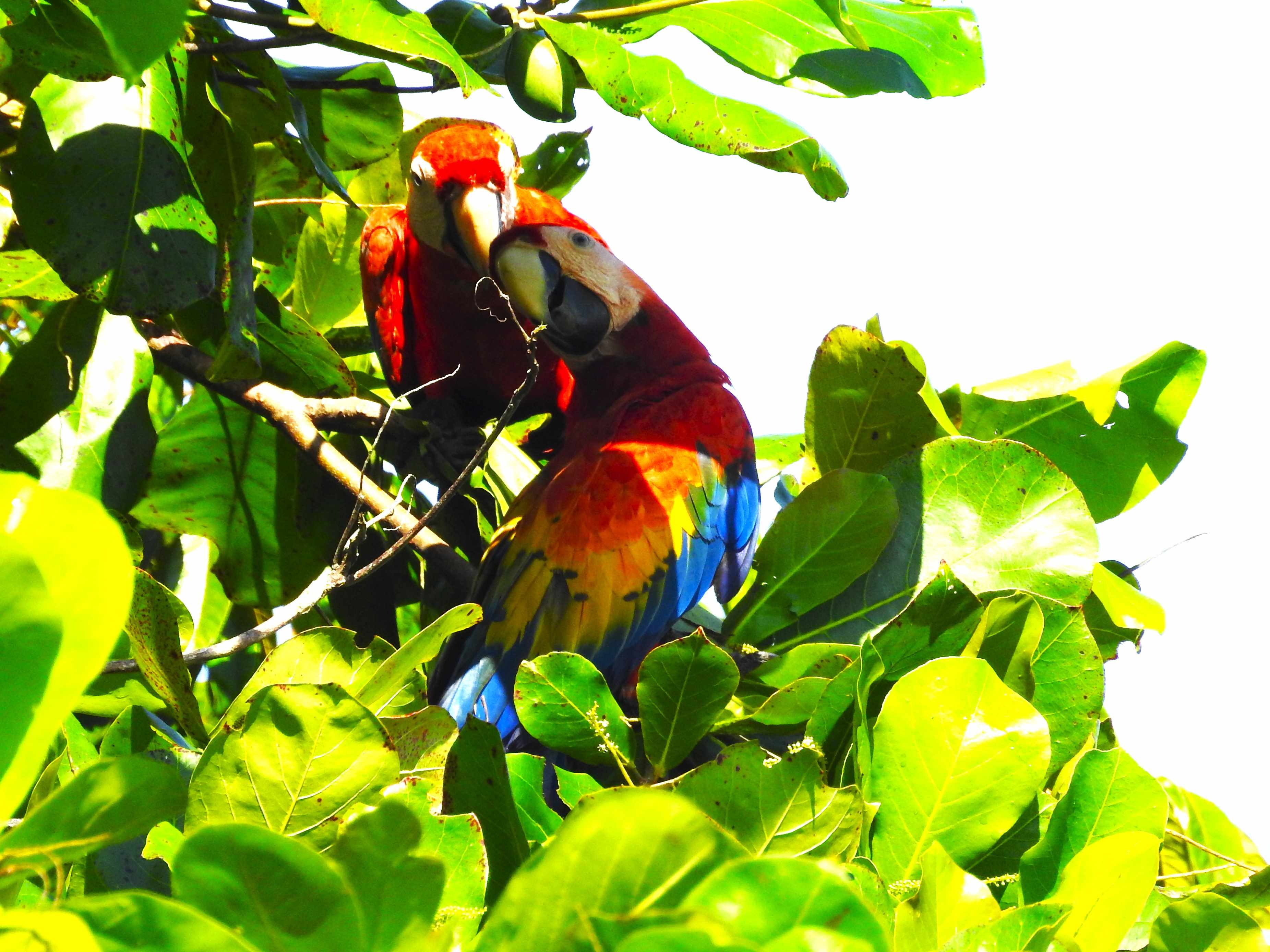 macaws