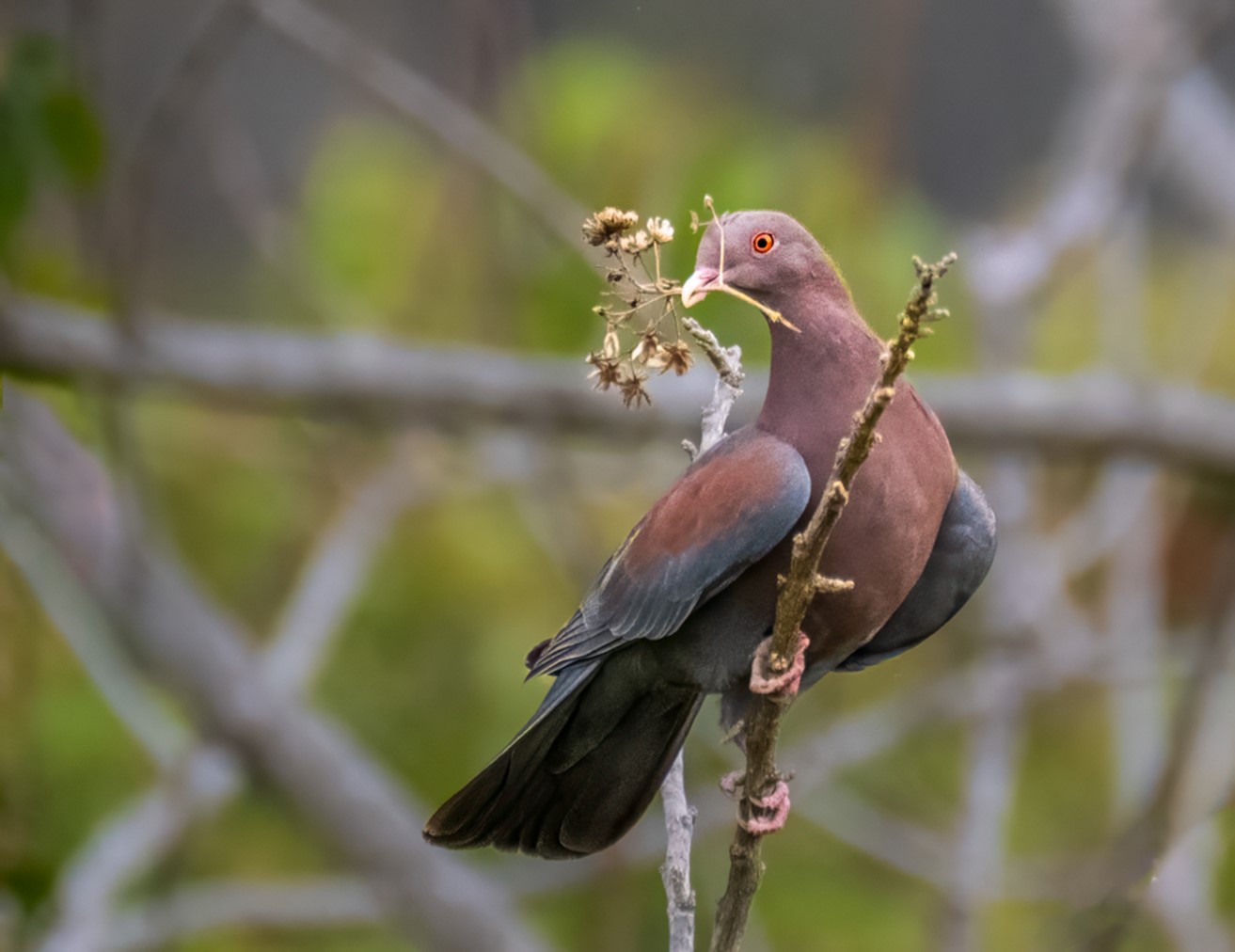 Red-billed Pigeon/ Paloma Piquirroja