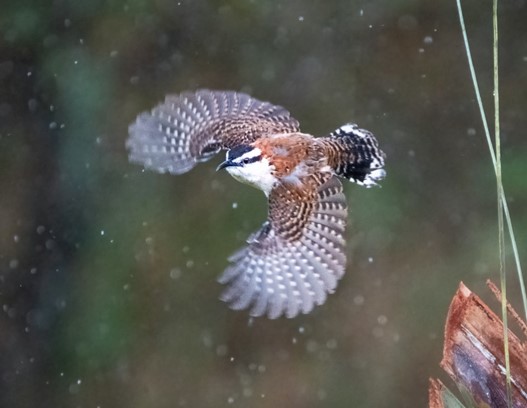 Rufous-naped Wren/ Soterrey Nuquirrufo 