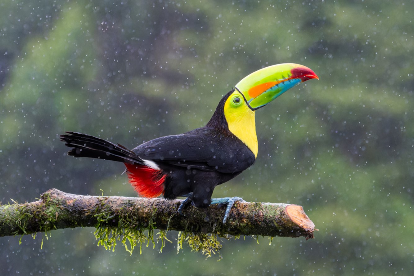Keel-billed Toucan