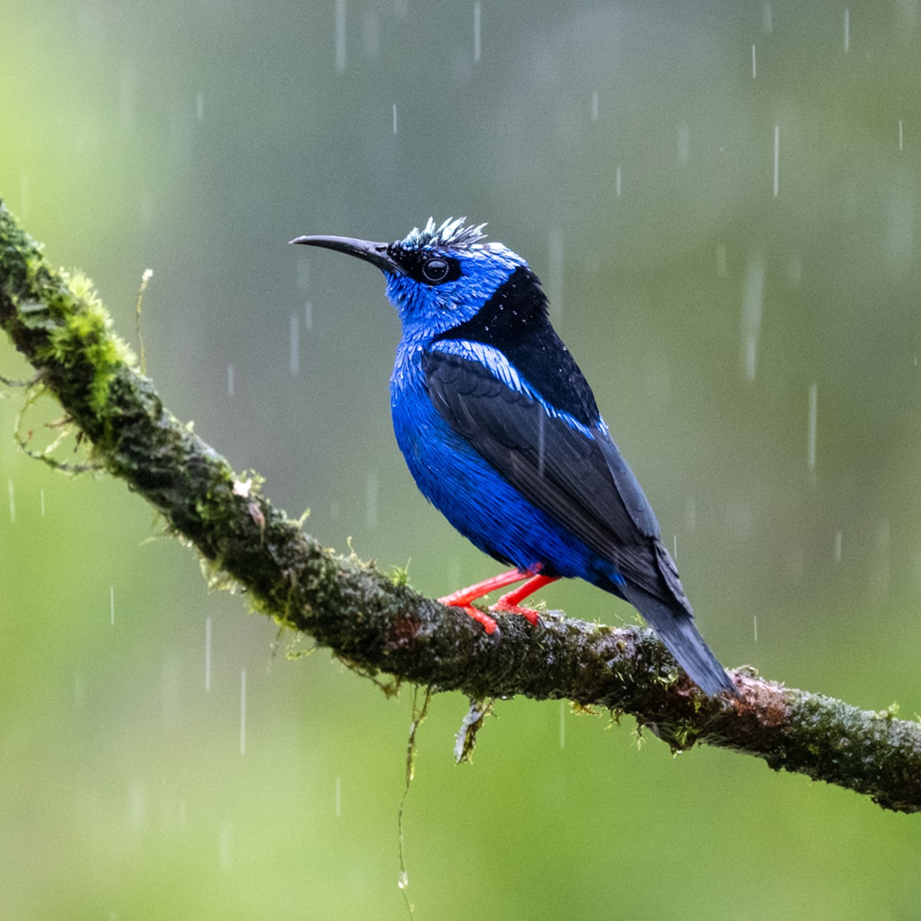 Red-legged Honeycreeper