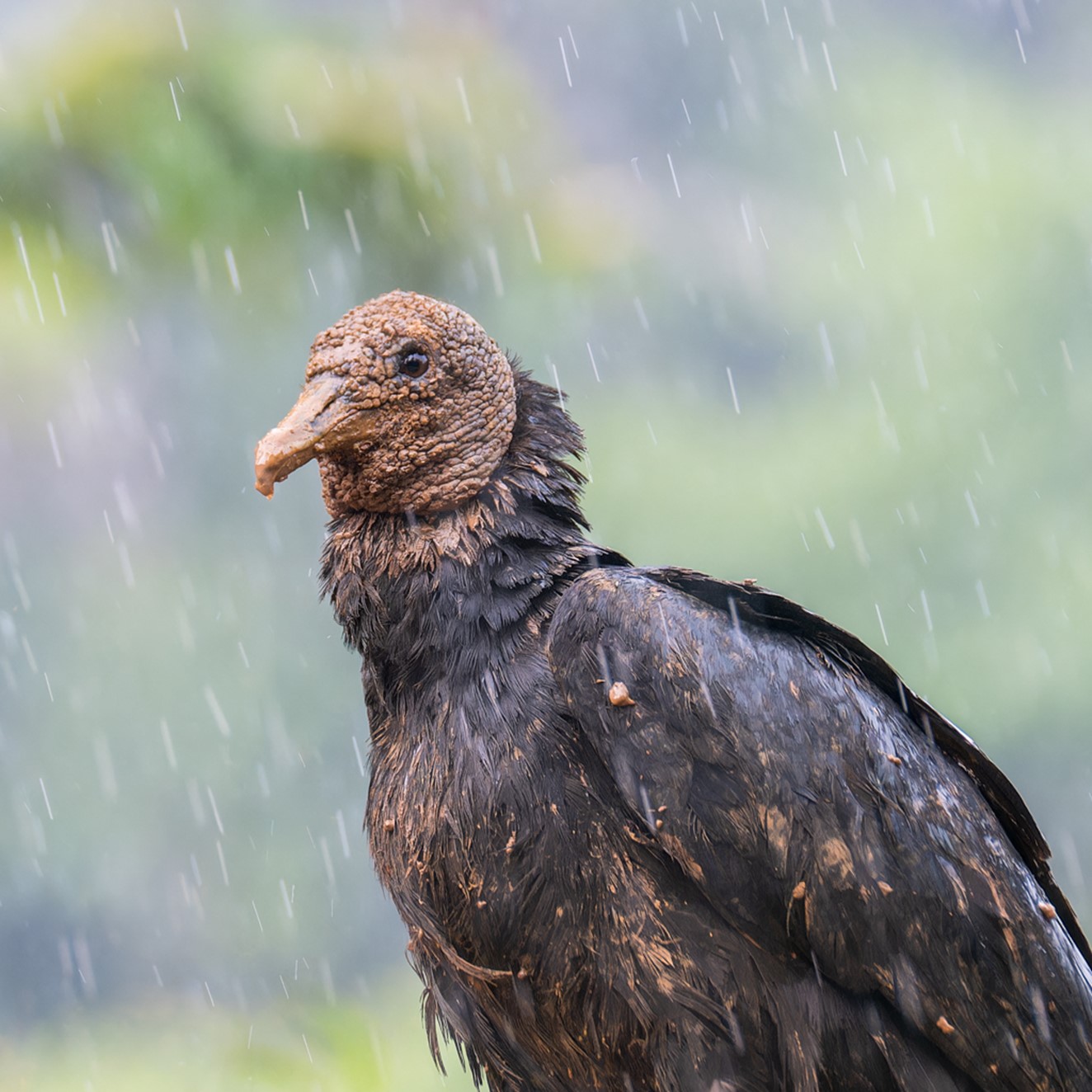 Black Vulture