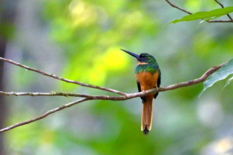 Bird 1