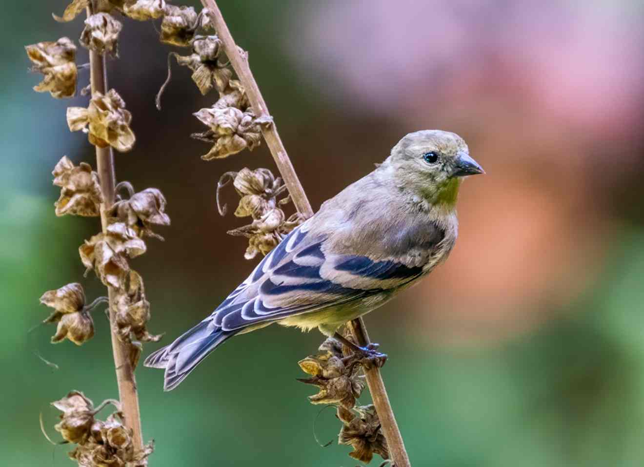 American Goldfinch 1