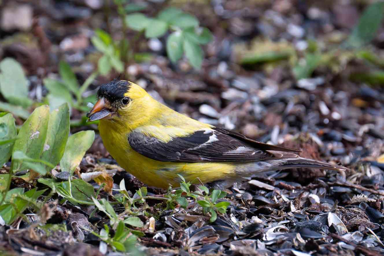 American Goldfinch 2