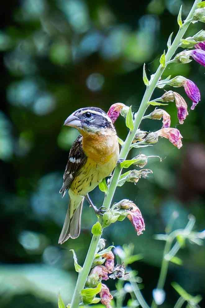 Black-headed Grosbeak