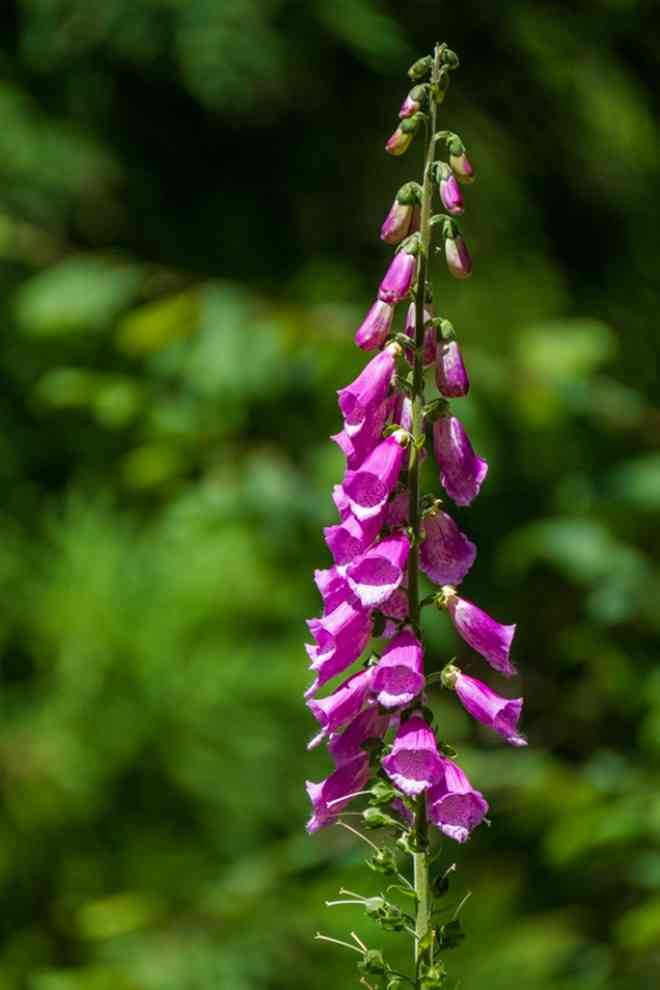 Foxglove