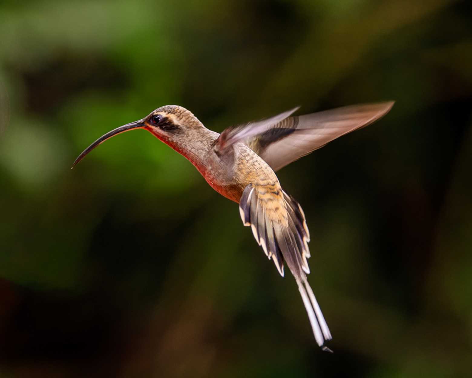 Long Billed Hermit 2