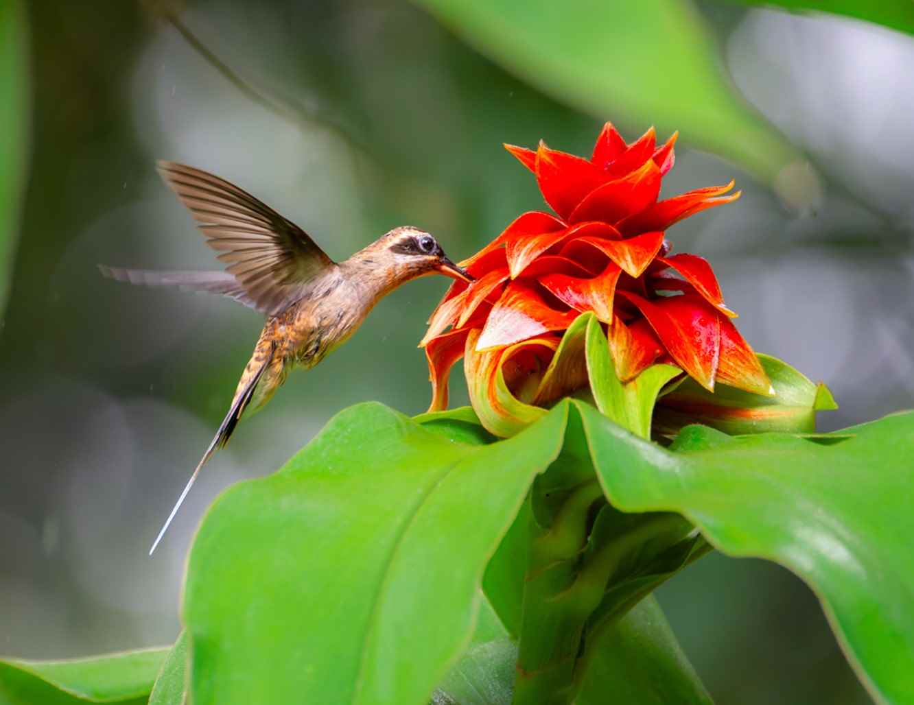 American Goldfinch 2