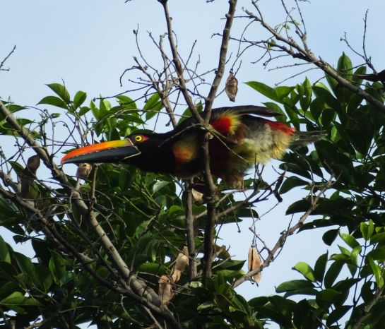 fiery-billed aracari