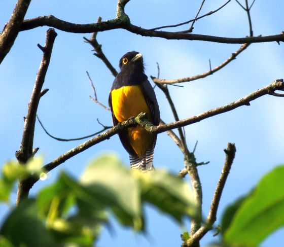 gartered trogon