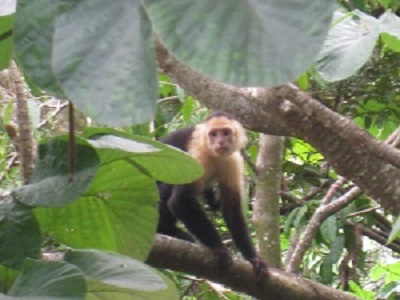 South-Pacific-Lowlands-1-sm